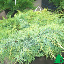 Можжевельник виргинский "Хетц" (Jniperus virginiana Hetz)
