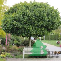 Клен остролистный "Глобозум" (Acer platanoides Globosum)