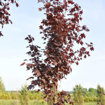 Клен остролистный "Роял Ред" (Acer platanoides Royal Red)