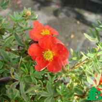 Лапчатка кустарниковая "Ред Айс" (Potentilla Fruticosa Red Ice)