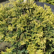 Можжевельник горизонтальный "Голден Карпет" (Jniperus horizontalis Golden Carpet)