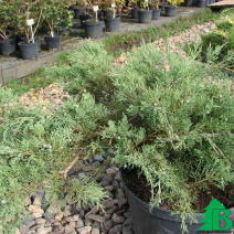 Можжевельник казацкий "Глаука" (Juniperus sabina Glauca)