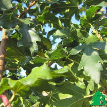 Клен полевой (Acer campestre)