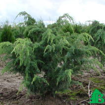 Можжевельник обыкновенный "Меуер" (Juniperus communis Meyer)