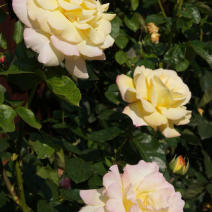 Роза "Мадам Майланд" (или Роза Мир)   (Rose Mme Mailland или Rose Peace)
