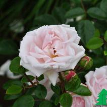 Роза "Нью Доун" (Rose New Dawn)