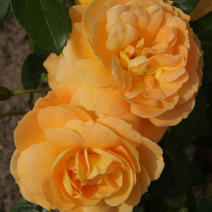 Роза "Бернштейн Роз" (Rose Bernstein Rose)