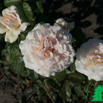 Роза "Чандос Бьюти" (Rose Chandos Beauty)