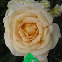 Роза "Голден Силк" (Rose Golden Silk)