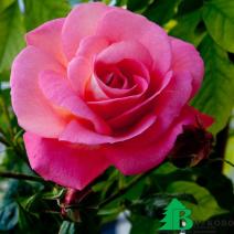 Роза "Сегун"  (Rose Shogun)