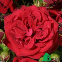 Роза "Камберланд" (Rose Cumberland) 