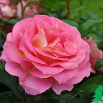 Роза "Пинк Парадайс" (Rose Pink Paradise)
