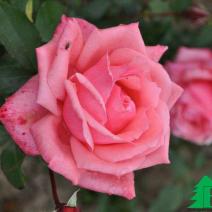 Роза "Бель Анж" (Rose Bel Ange)