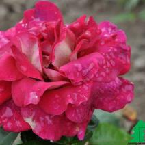 Роза "Кроненбург" (Rose  Kronenbourg) 