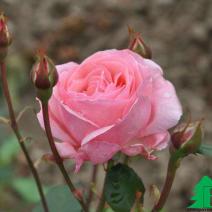 Роза "Куин Элизабет" (Rose Queen Elizabeth) 