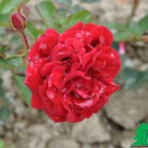 Роза "Пол Скарлет" (Rose  Paul's Scarlet)