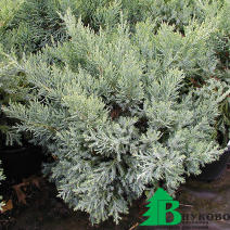 Можжевельник средний "Пфитцериана Компакта" (Juniperus pfitzeriana Pfitzeriana Compacta)