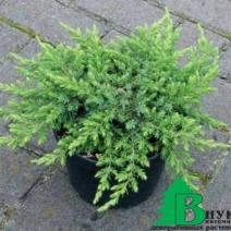Можжевельник обыкновенный "Грин Монтл" (Juniperus communis Green Mantle)