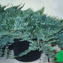 Можжевельник горизонтальный "Блю Чип" (Juniperus horisontalis Blue Chip)