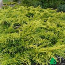 Можжевельник пфитцериана "Голд Стар" (Juniperus pfitzeriana Gold Star)