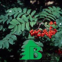 Рябина красивая (Sorbus decora)
