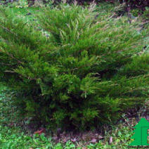 Можжевельник пфитцериана "Минт Джулеп" (Juniperus pfitzeriana (x) Mint Julep)