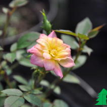Роза "Триколор" (Rosa Tricolor)