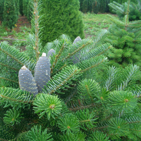 Abies koreana