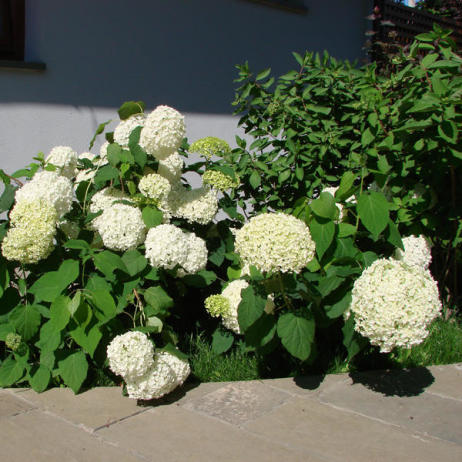 Гортензия древовидная Анабель (Hudrangea arborescens Anabelle)