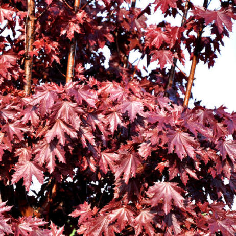 Acer platanoides Crimson Sentry