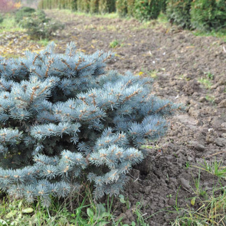 Picea pungens Glauka Globosa