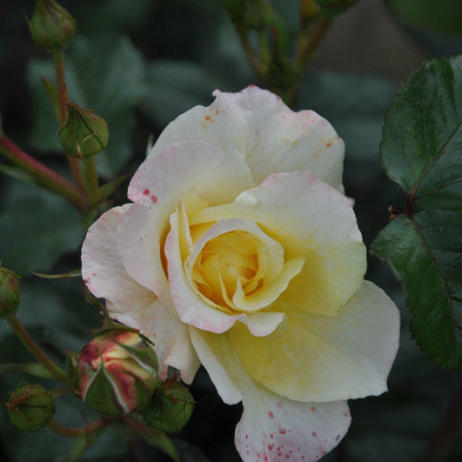 Роза Мунлайт (Rose Moonlight) - Розы плетистые (Каталог плетистых роз) -  Розы - Каталог - Pitomnic.com