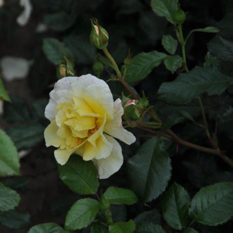 Роза Мунлайт (Rose Moonlight) - Розы плетистые (Каталог плетистых роз) -  Розы - Каталог - Pitomnic.com