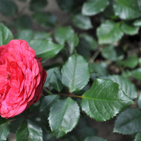 Rose Piano