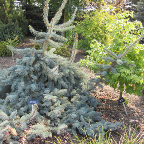 Picea pungens 'Glauca Pendula'