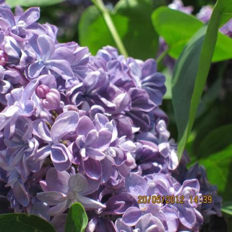 Сирень обыкновенная "Виолетта" (Syringa vulgaris Violetta) 