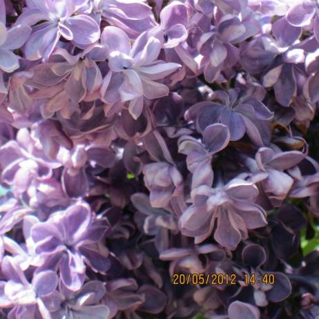 Сирень обыкновенная "Виолетта" (Syringa vulgaris Violetta) 