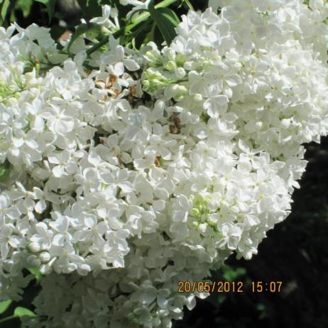 Сирень обыкновенная "Снежный ком" (Syringa vulgaris Snezhniy kоm)