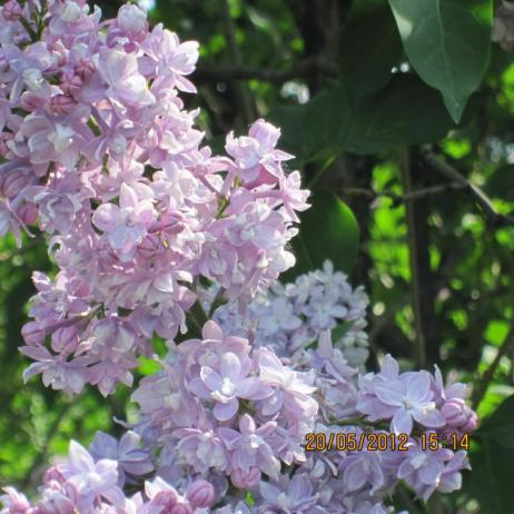 Сирень обыкновенная "Памяти Вавилова" (Syringa vulgaris Pamyat' о Vavilove)