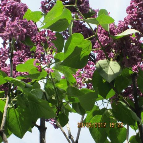 Сирень обыкновенная "Красная Москва" (Syringa vulgaris Krasnaja Moskva)