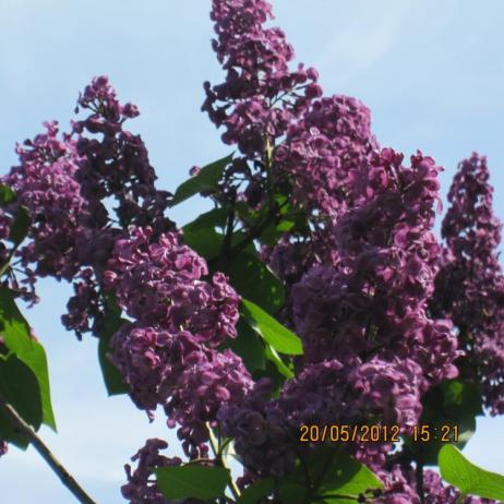 Сирень обыкновенная "Красная Москва" (Syringa vulgaris Krasnaja Moskva)