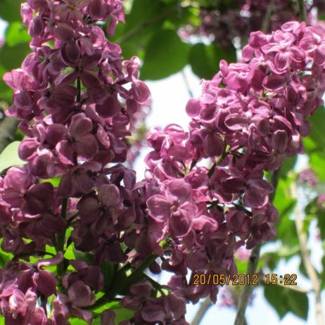 Сирень обыкновенная "Красная Москва" (Syringa vulgaris Krasnaja Moskva)