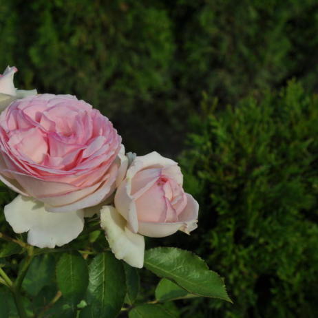 Роза Eden Rose