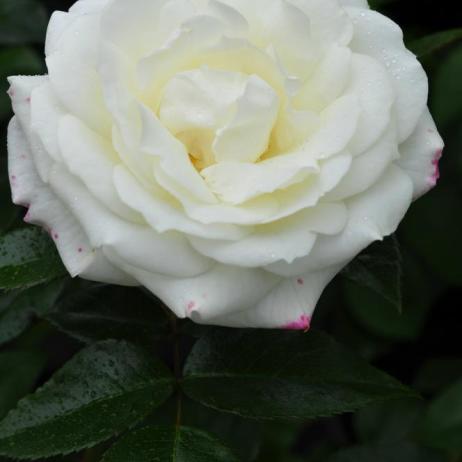 Роза "Алабастер" (Rose Alabaster)