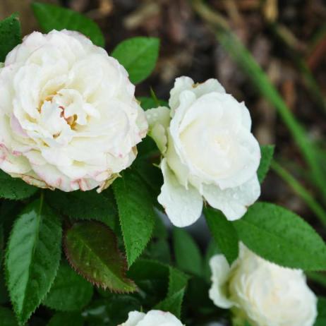 Роза "Уайт Джуэл" (Rose White Jewel)