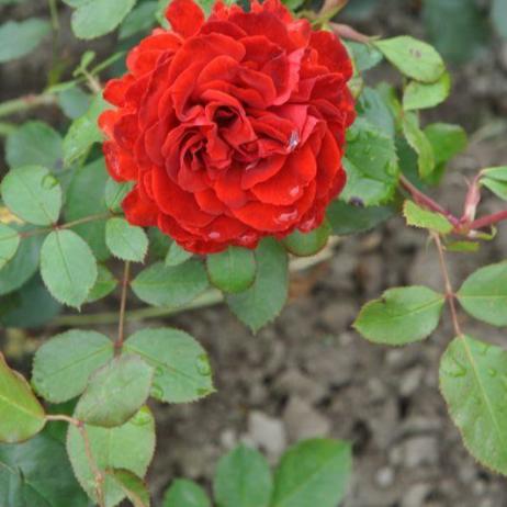 Роза "Паприка" (Rose Paprika)