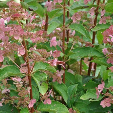 Hydrangea paniculata Dharuma