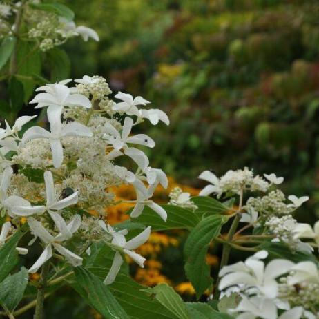 Hydrangea paniculata "La vasterival" GREAT STAR