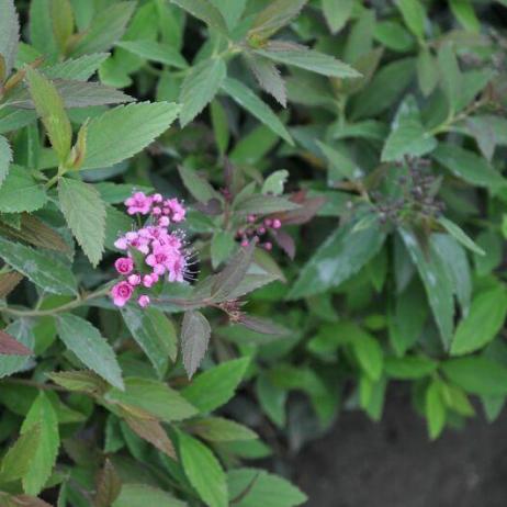 Spiraea japonica Genpei (Shirobana)