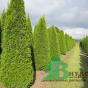 Туя западная Смарагд (Thuja occidentalis Smaragd)